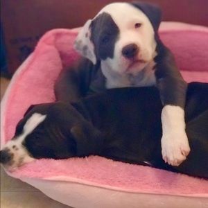 Meet your Posher, Donna